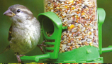 Feeders & Tables (5)